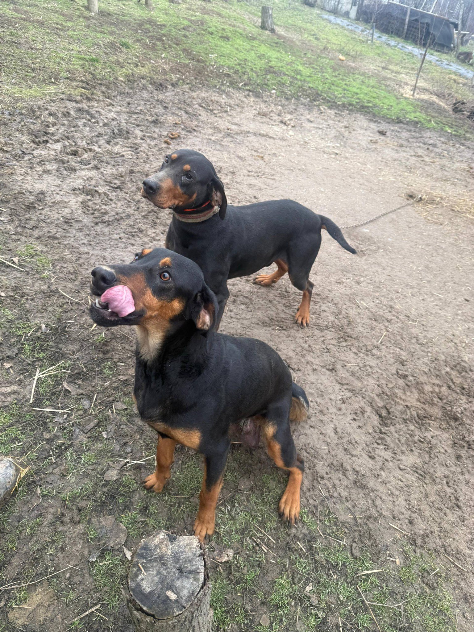 Pui Copoi caută alta casa. Pt detalii sunați la nr 0768 824 111. Locație : Pesteana-Jiu