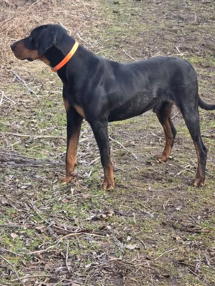 Bruk, 1.5 ani🐕🐗