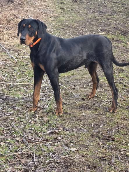 Bruk, 1.5 ani🐕🐗