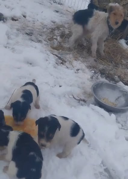 Disponibilii puii de foxterieri detalii la telefon 0768899432 suceava