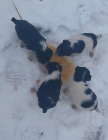 Disponibilii puii de foxterieri detalii la telefon 0768899432 suceava