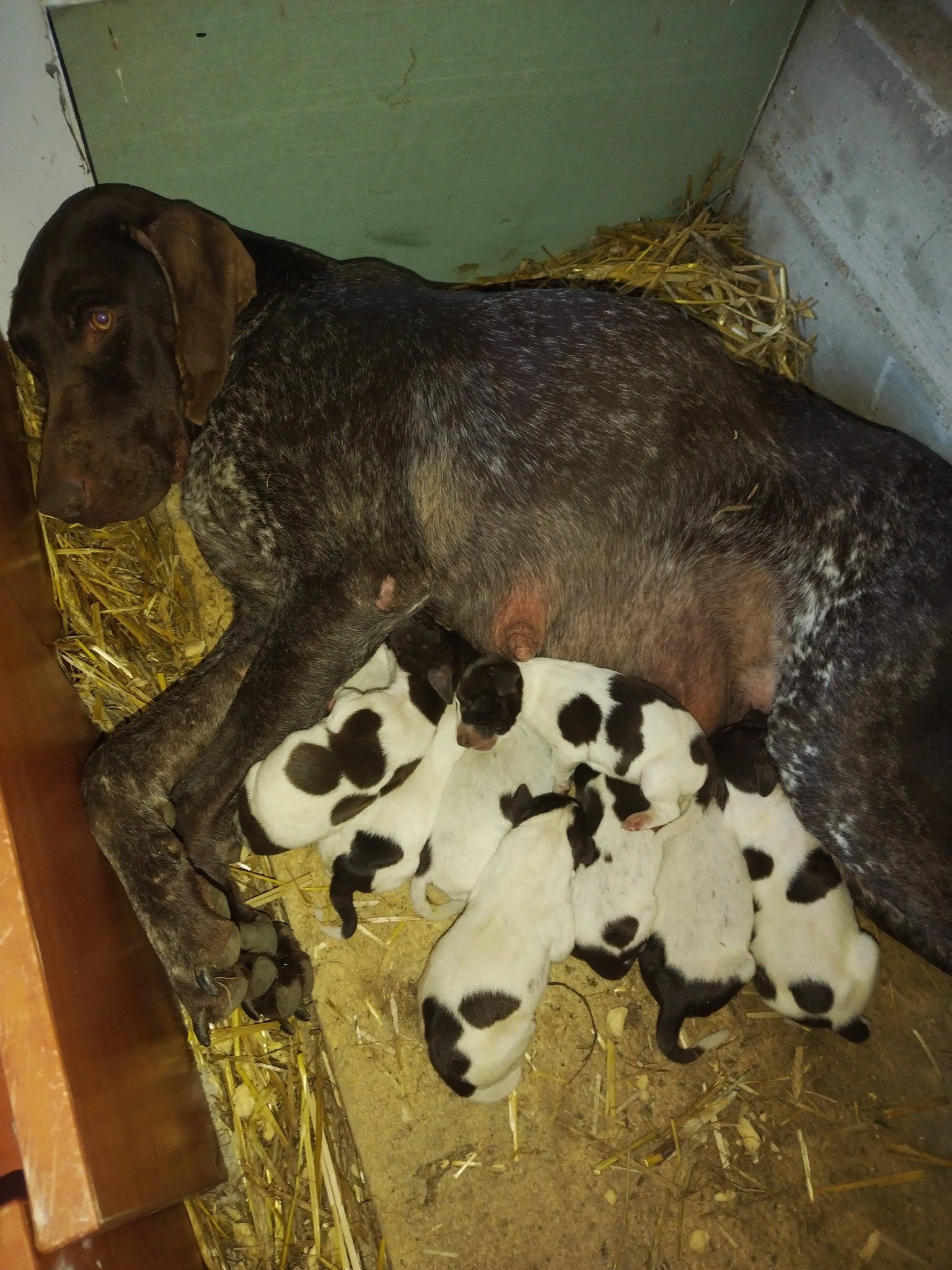 Disponibili căței de vânatoare rasa brac german par lins