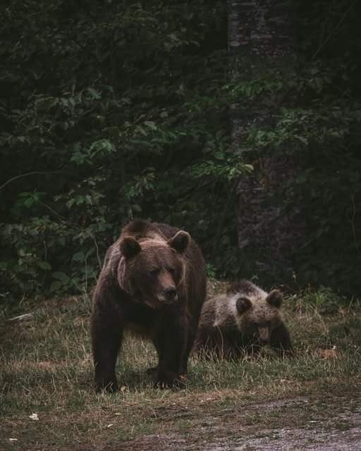 În România, populația de urs brun este estimată în prezent, pe baza analizelor ADN, între aproximativ 10 600 și 12 700 de exemplare