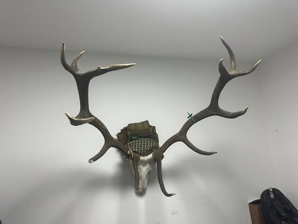 Vând un superb cerb carpatin