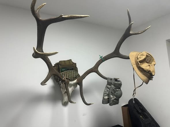 Vând un superb cerb carpatin