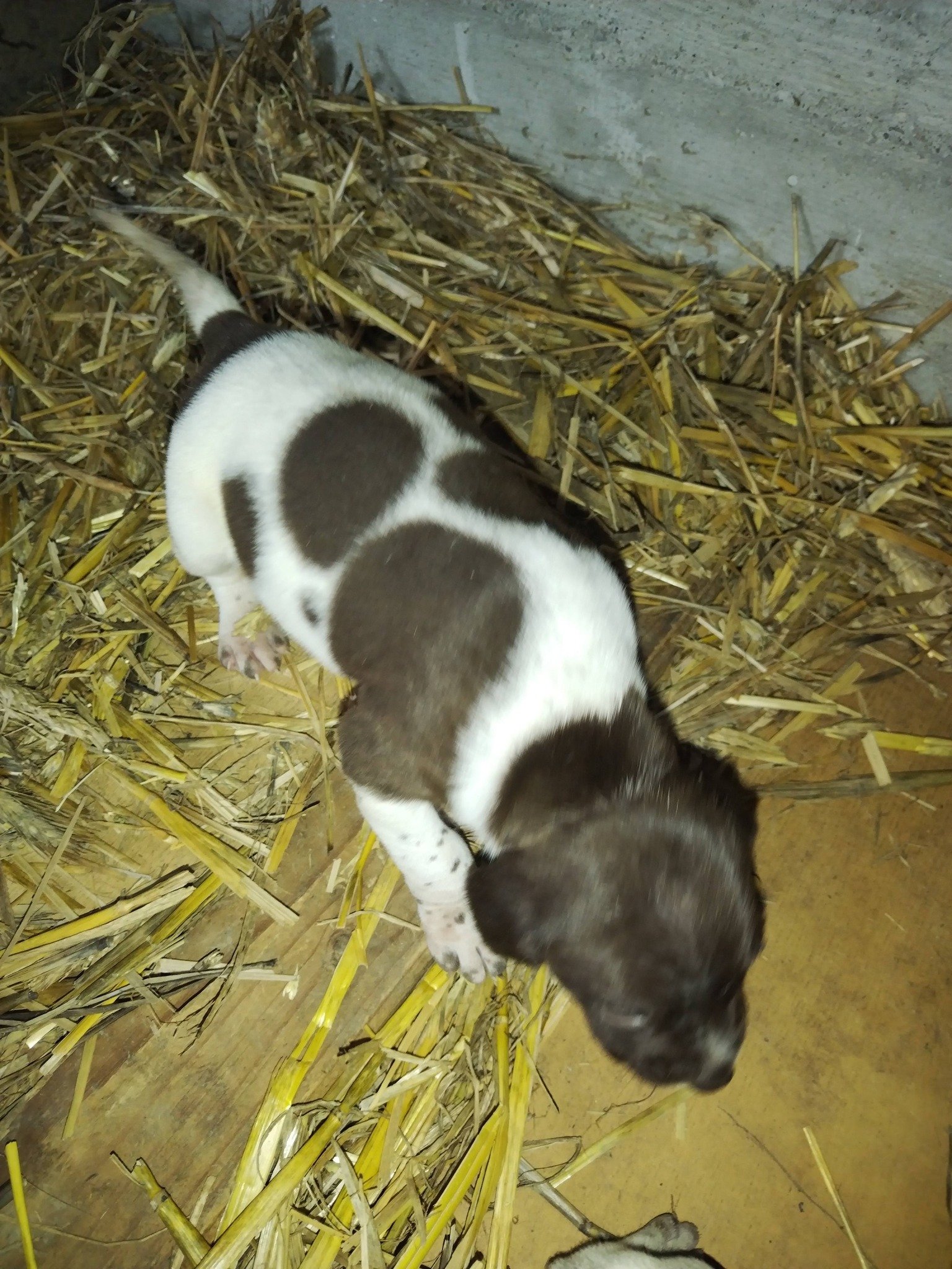 Disponibili căței de vânatoare rasa brac german