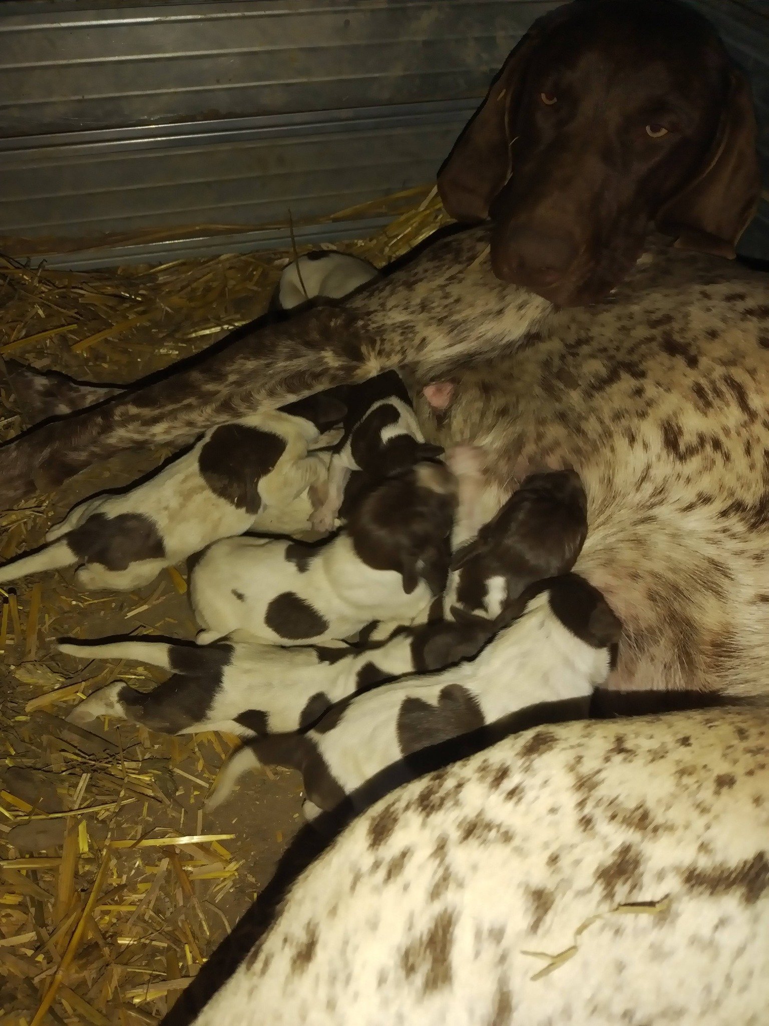 Disponibili căței de vânatoare rasa brac german