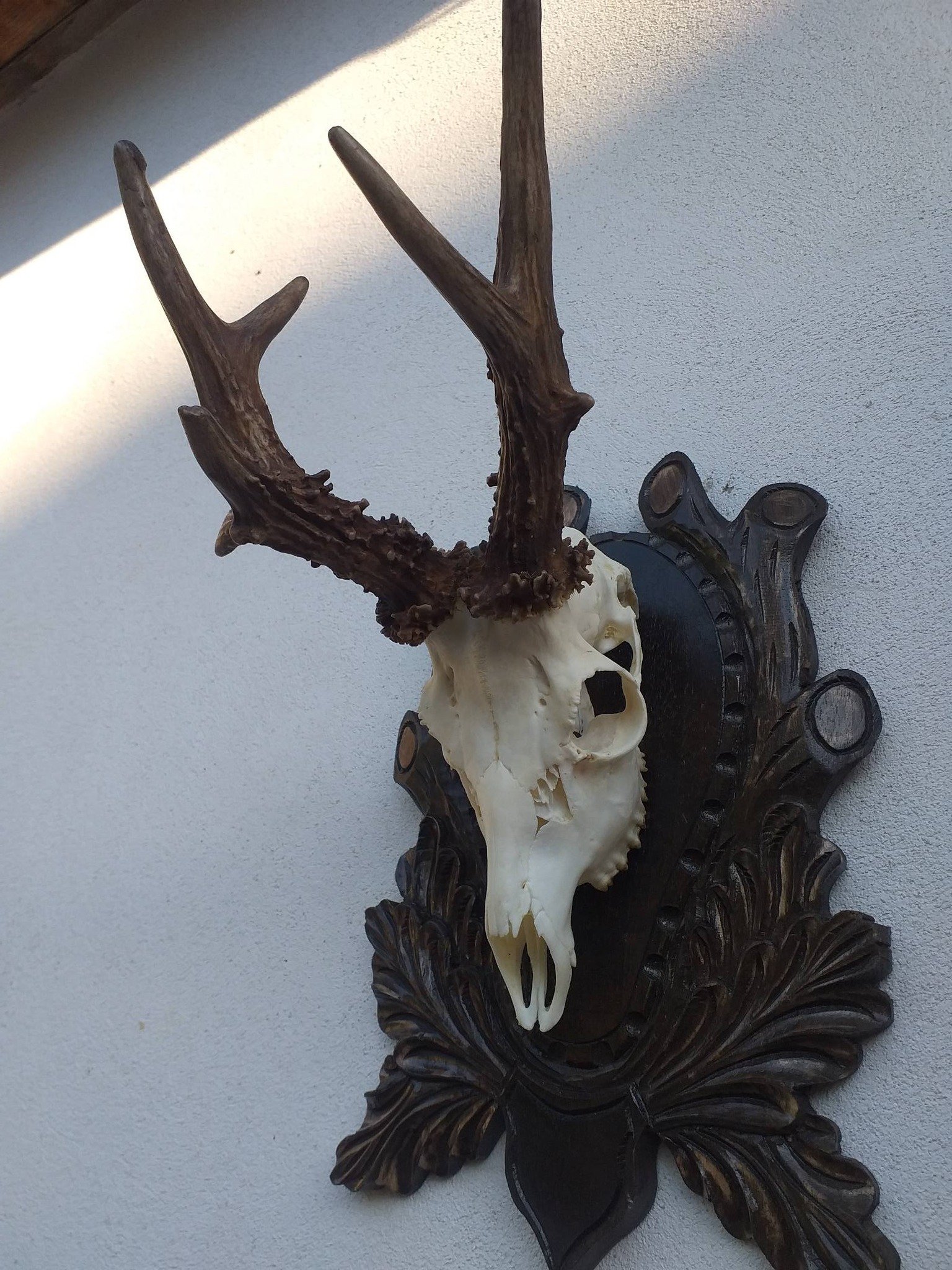 Panoplii de caprior , mistreți, cerb , etc . 0757400046