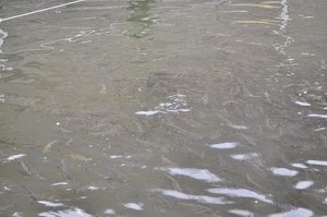 Păstrăvăria Transalpina – gust autentic