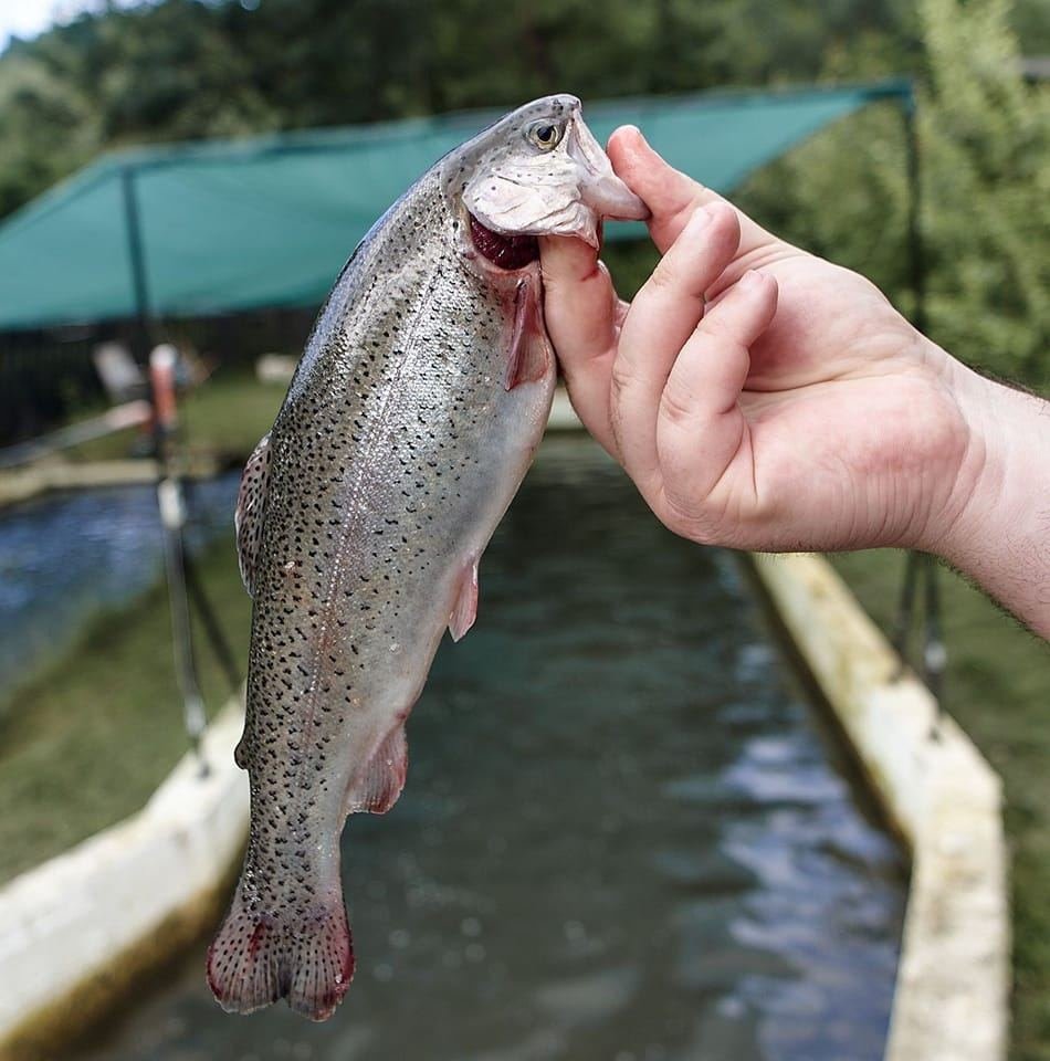 Păstrăvăria Poiana Aiudului