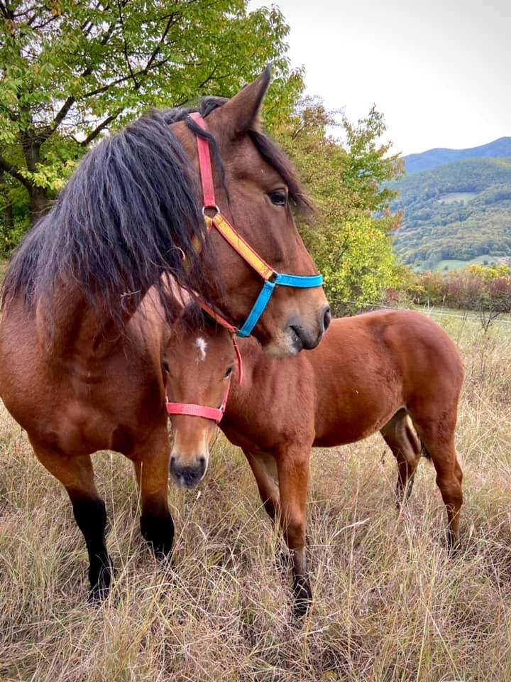 Centrul de Echitatie si Recuperare Colt de Rai