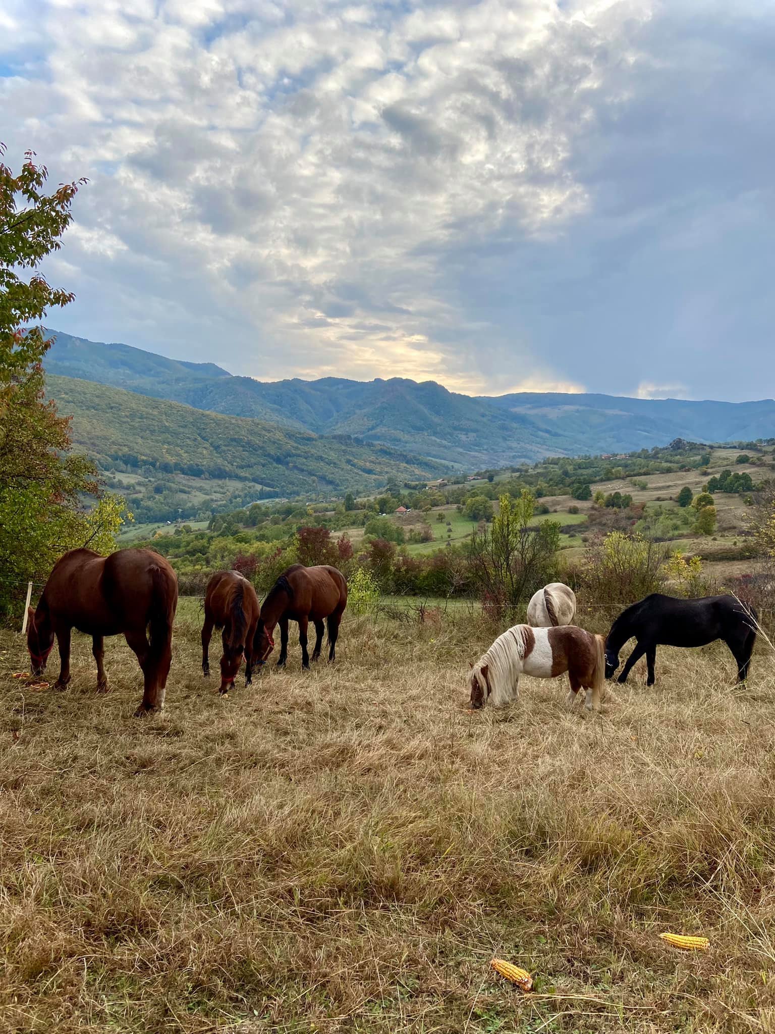 Centrul de Echitatie si Recuperare Colt de Rai