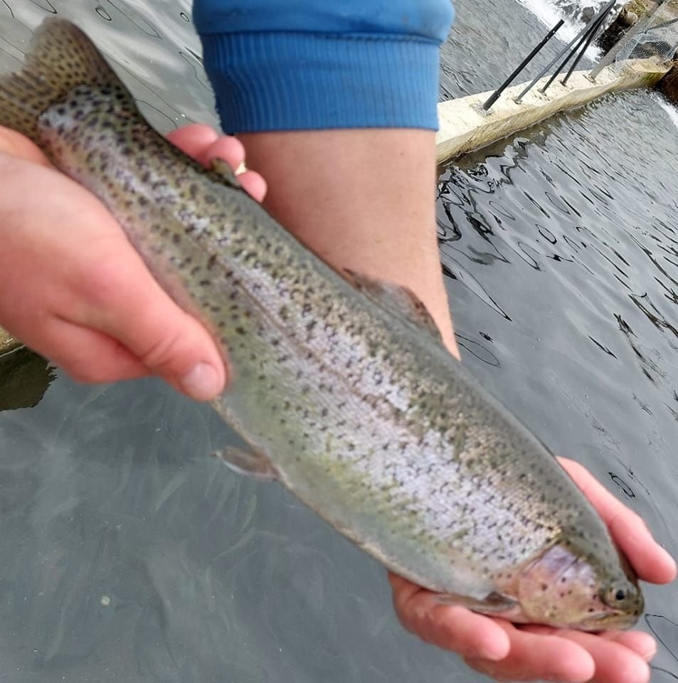 Păstrăvăria Poiana Aiudului