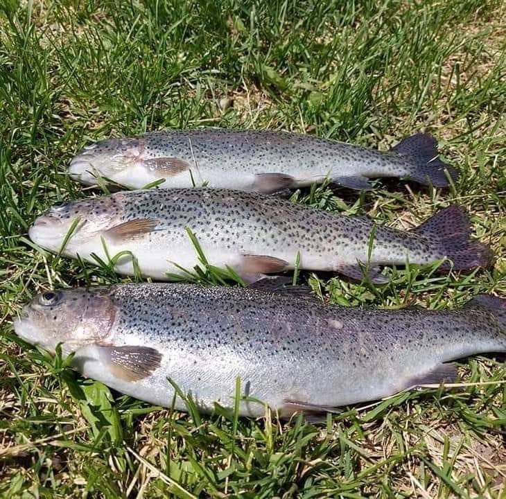 Păstrăvăria Poiana Aiudului