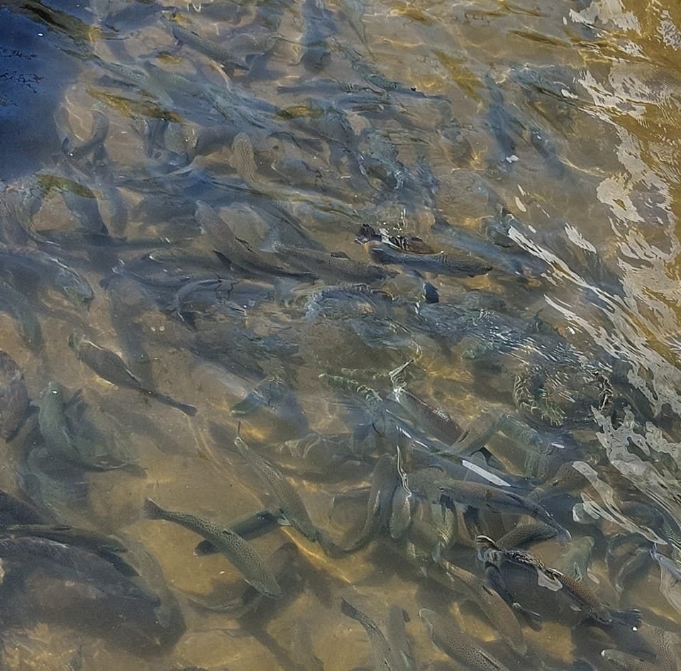 Păstrăvăria Poiana Aiudului