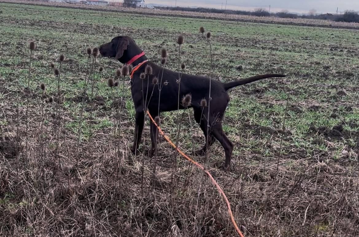 Căutăm partener de vanataoare !