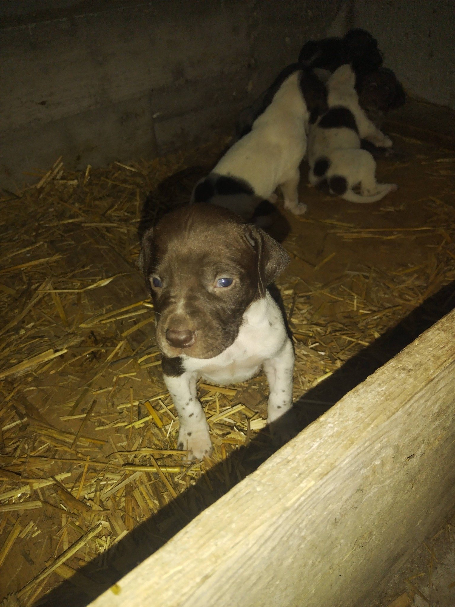 Disponibili căței de vânatoare rasa brac german par lins