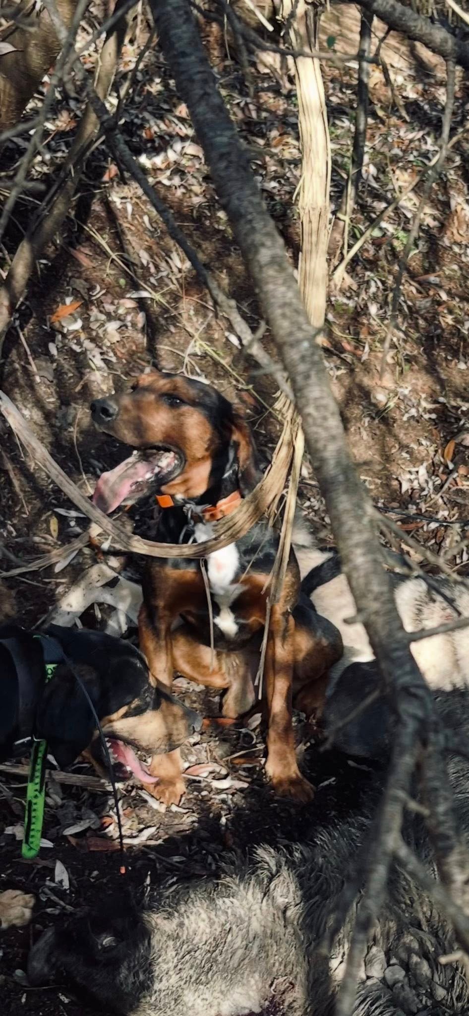 Disponibil‼️ detalii în privat