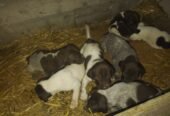 Disponibili căței de vânatoare rasa brac german par lins