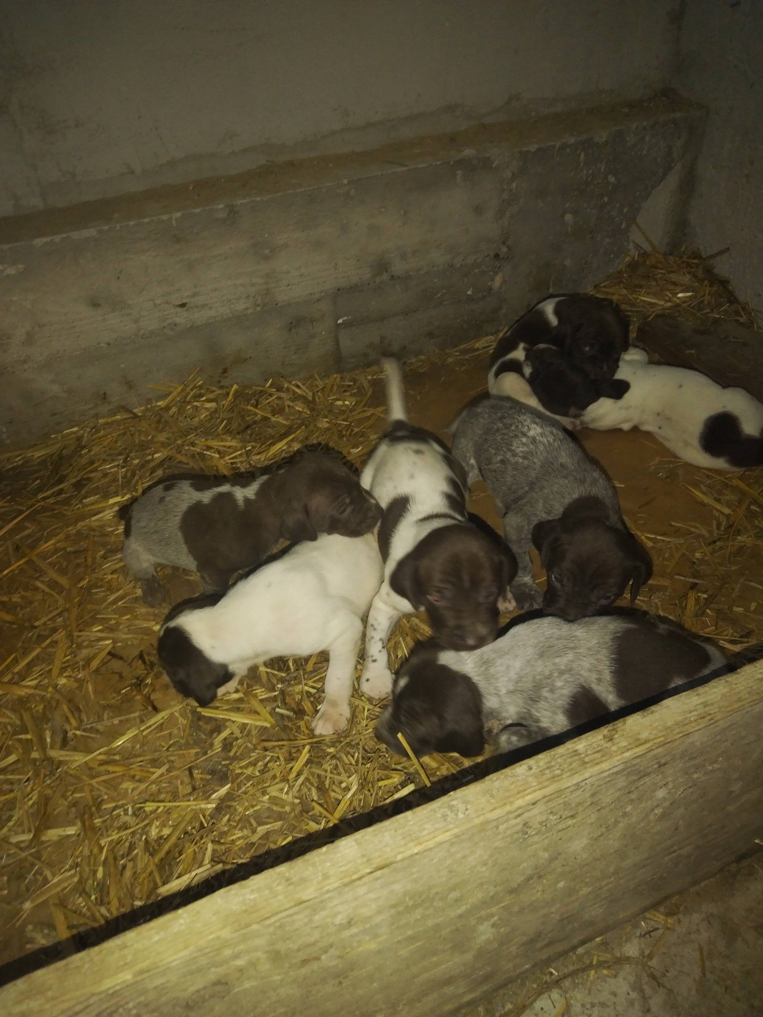 Disponibili căței de vânatoare rasa brac german par lins