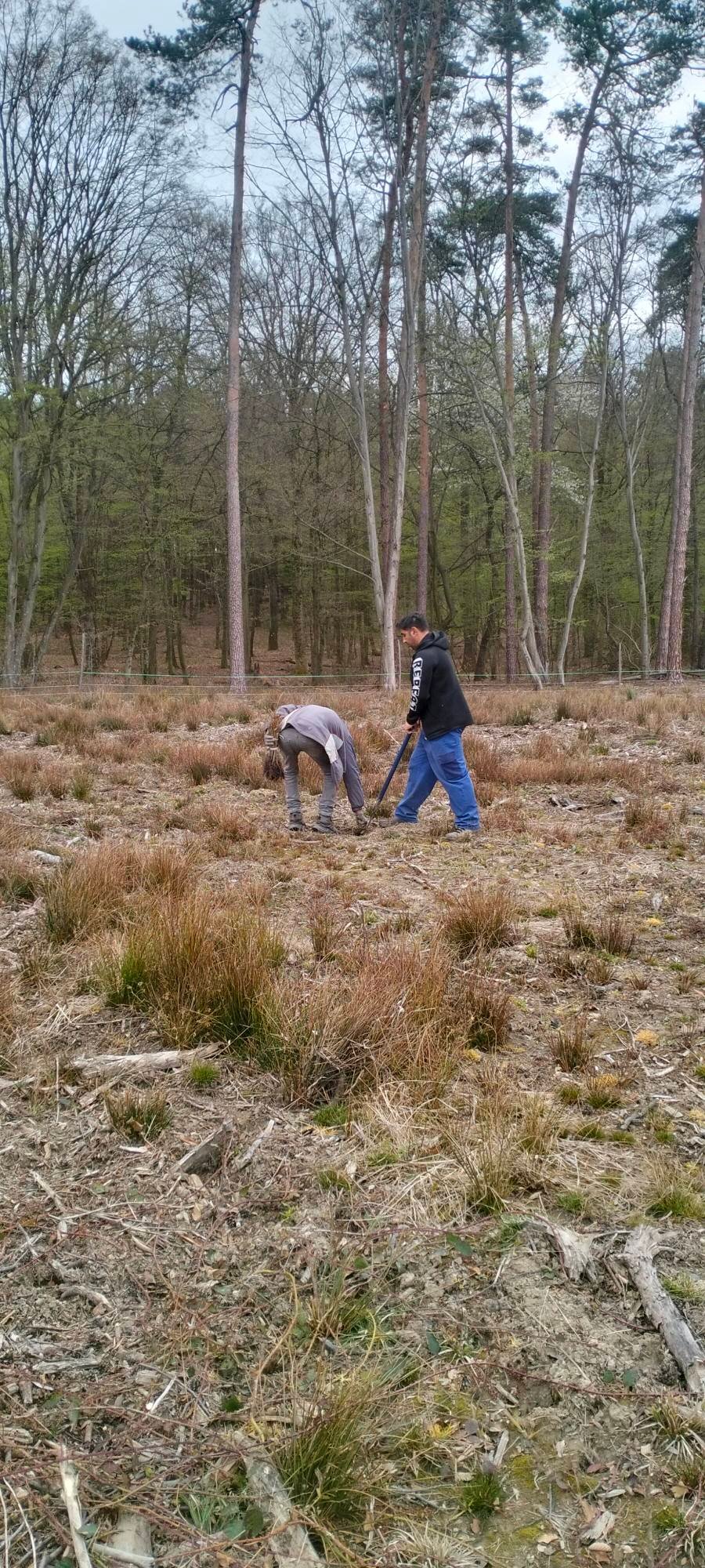 Echipă de 7–8 persoane și oferim servicii în domeniul silviculturii