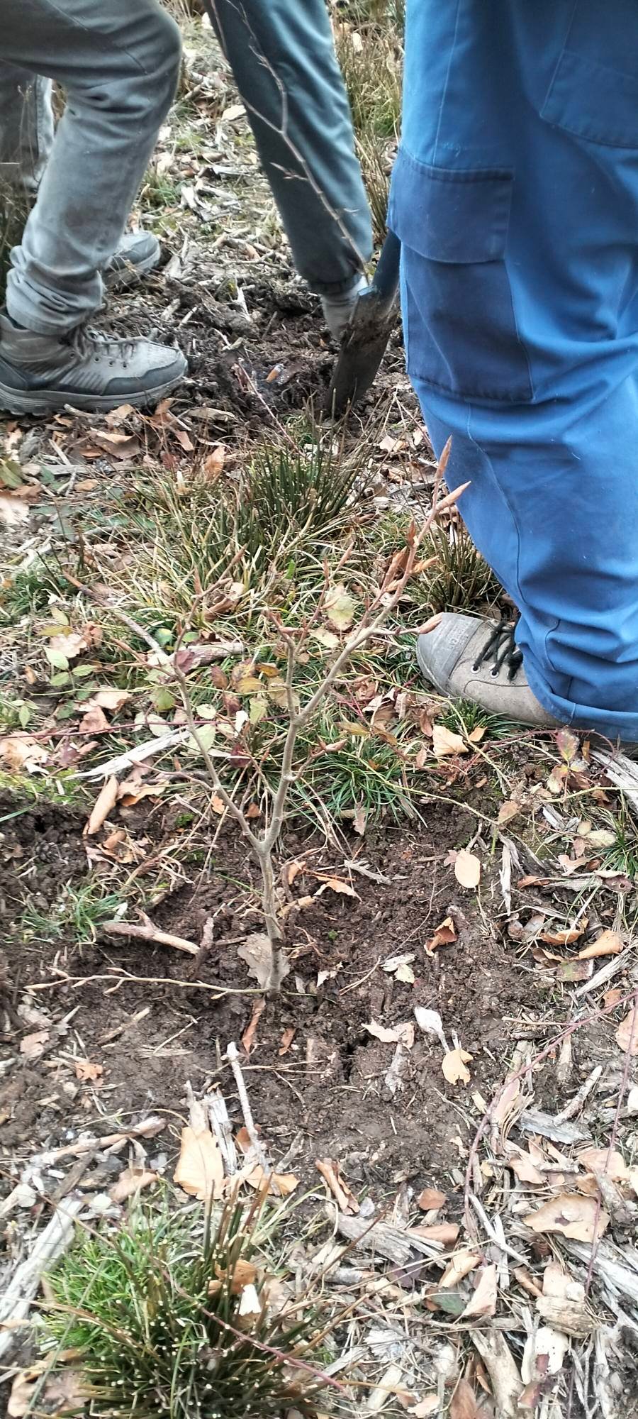 Echipă de 7–8 persoane și oferim servicii în domeniul silviculturii