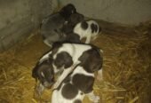 Disponibili căței de vânatoare rasa brac german par lins