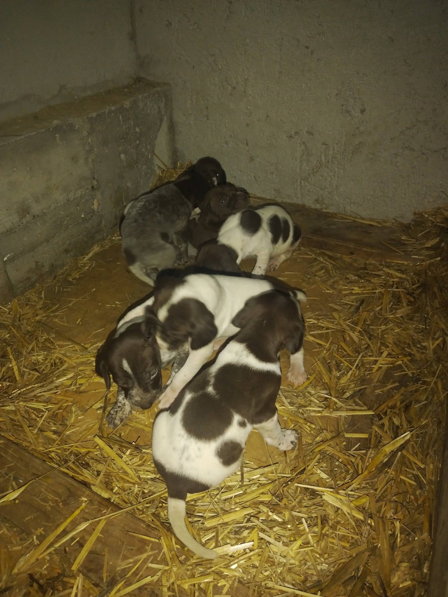 Disponibili căței de vânatoare rasa brac german par lins