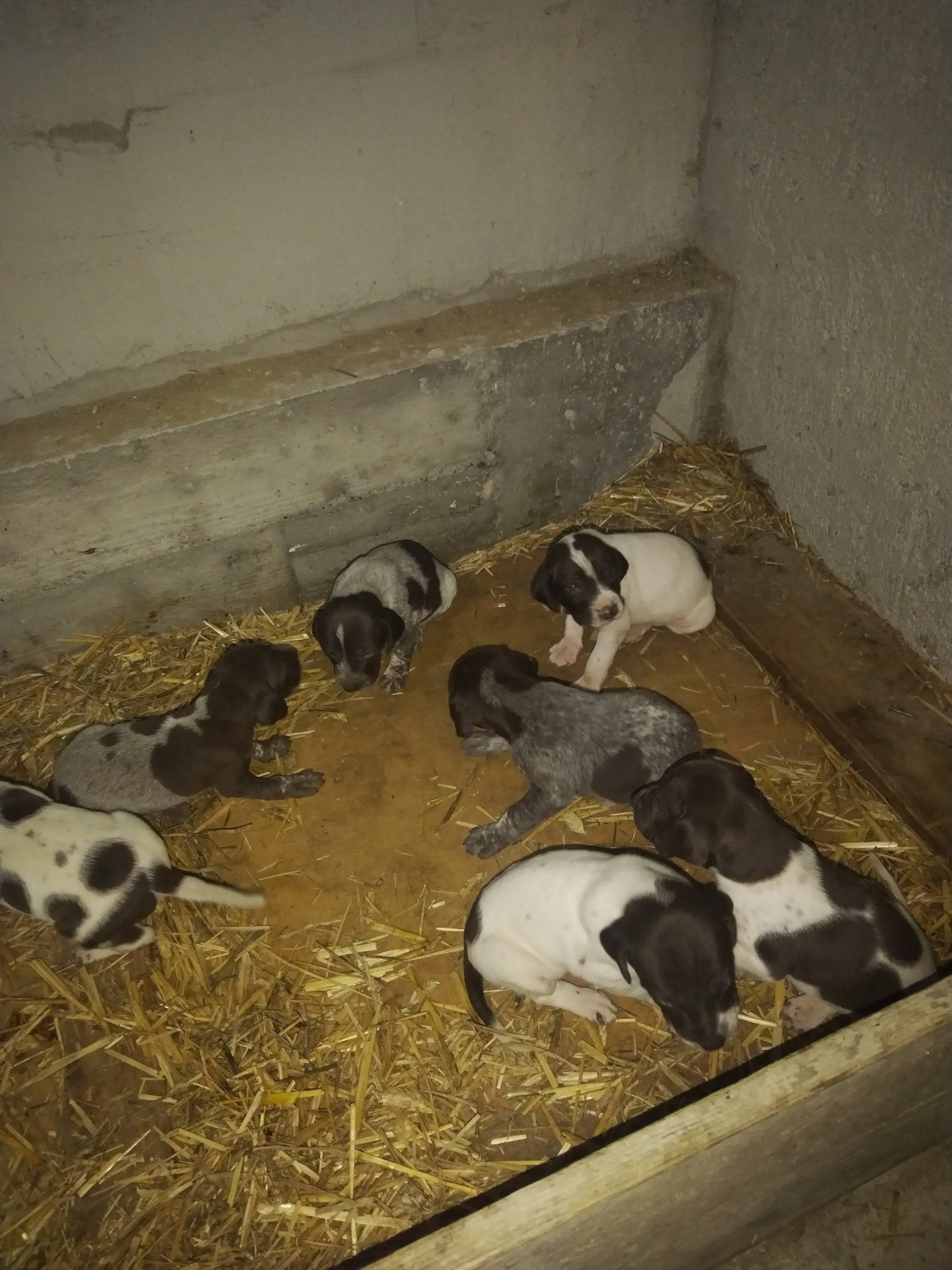 Disponibili căței de vânatoare rasa brac german par lins