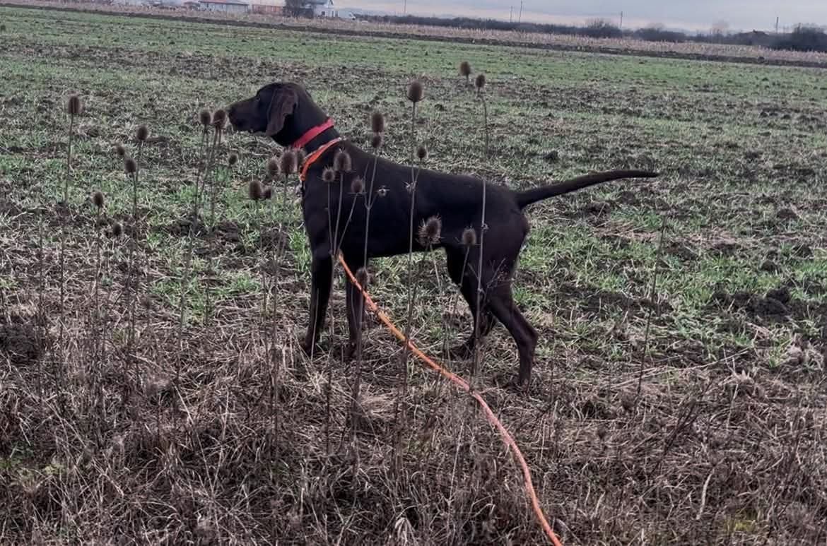 Mascul inițiat la vânătoare.