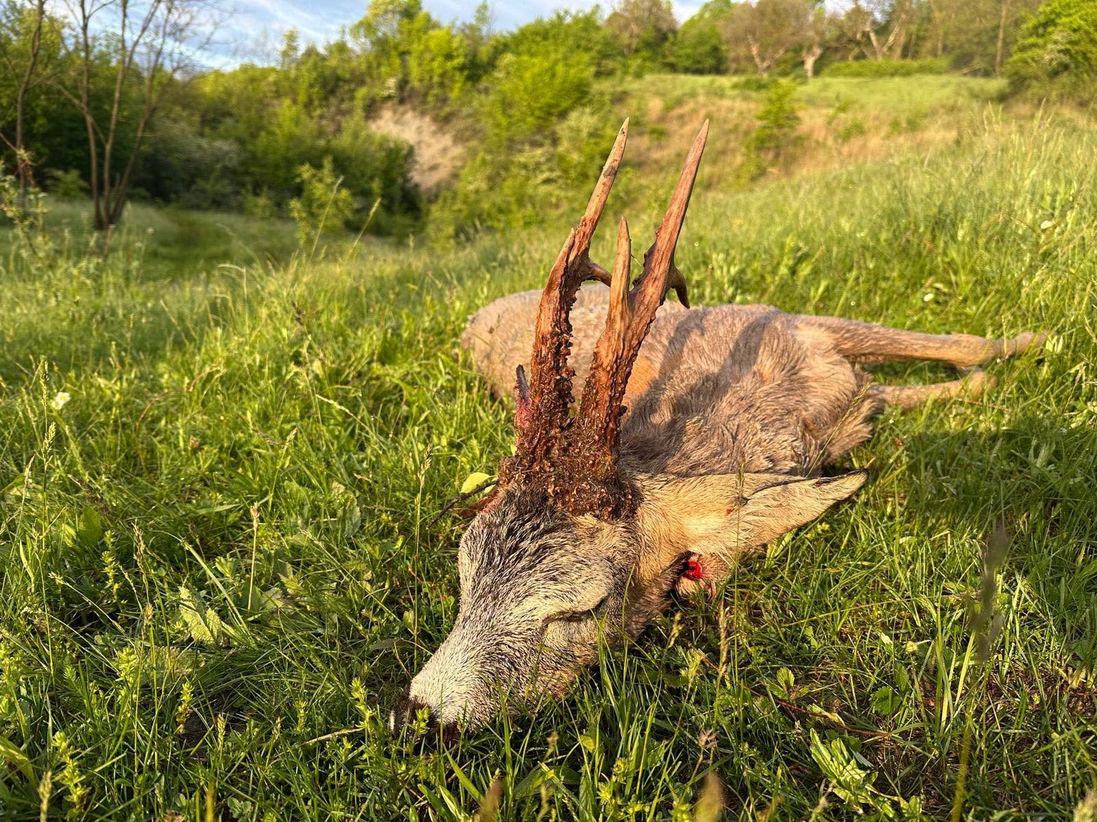 AVPS CALIFARUL – locul unde pasiunea pentru vânătoare devine tradiție.