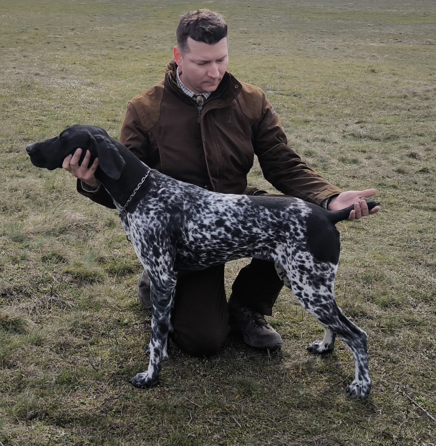 Femelă Brac German cu păr scurt, 10 luni