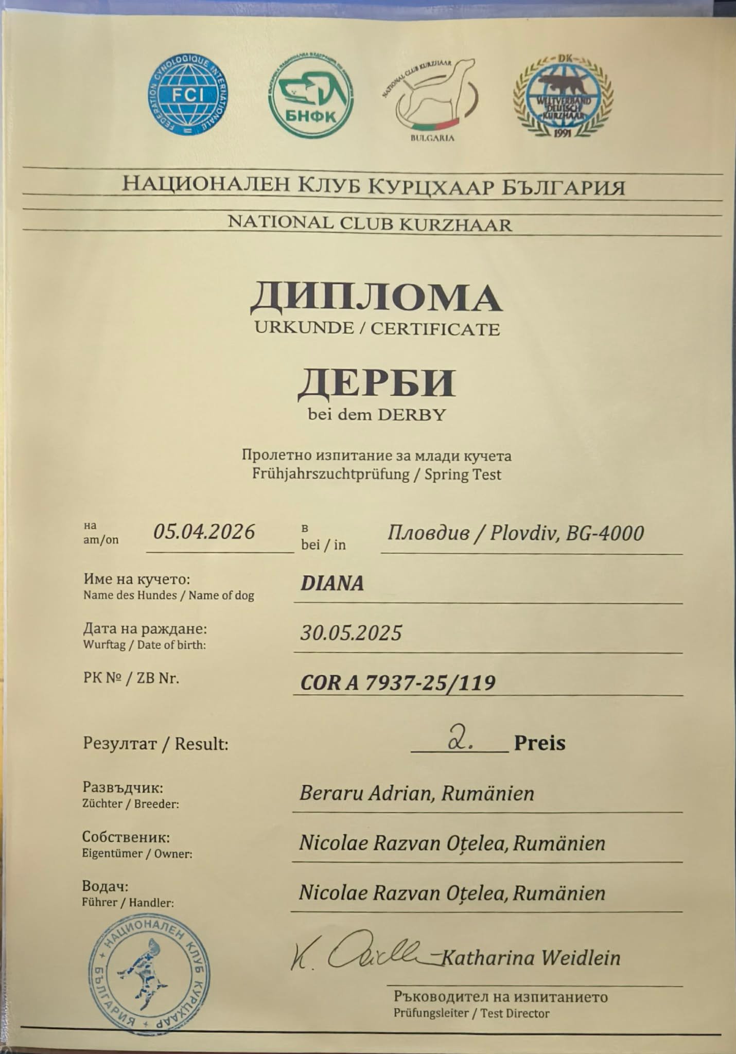 Femelă Brac German cu păr scurt, 10 luni