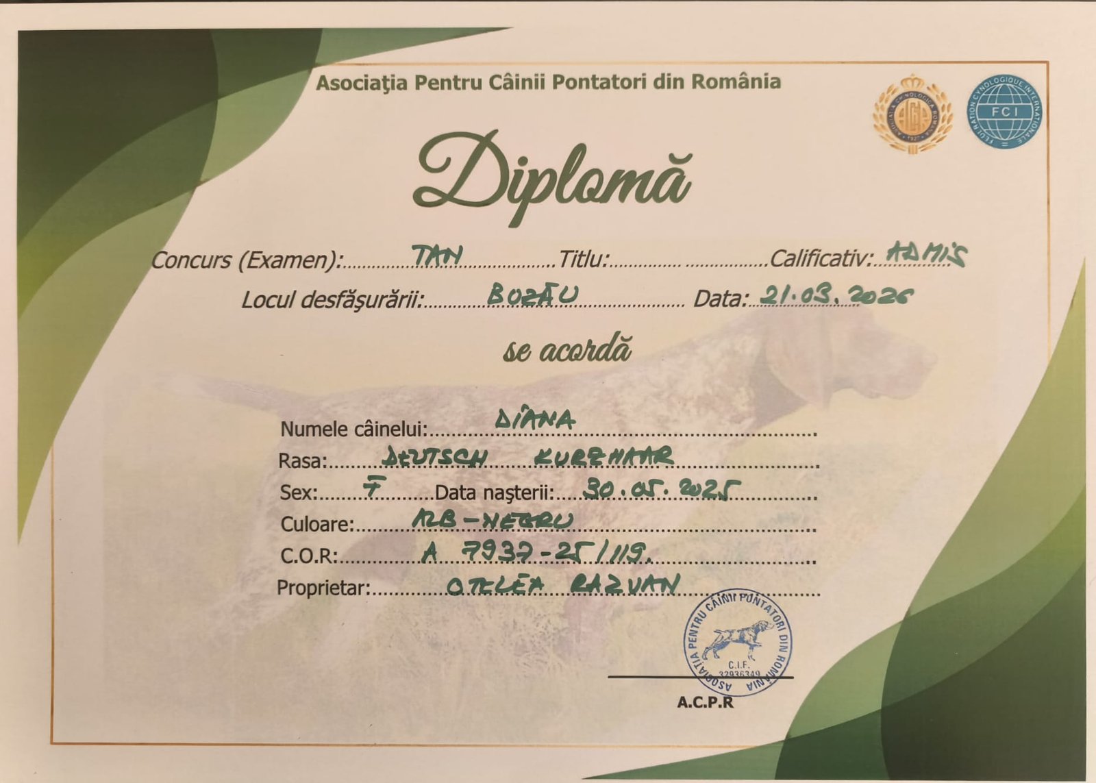 Femelă Brac German cu păr scurt, 10 luni