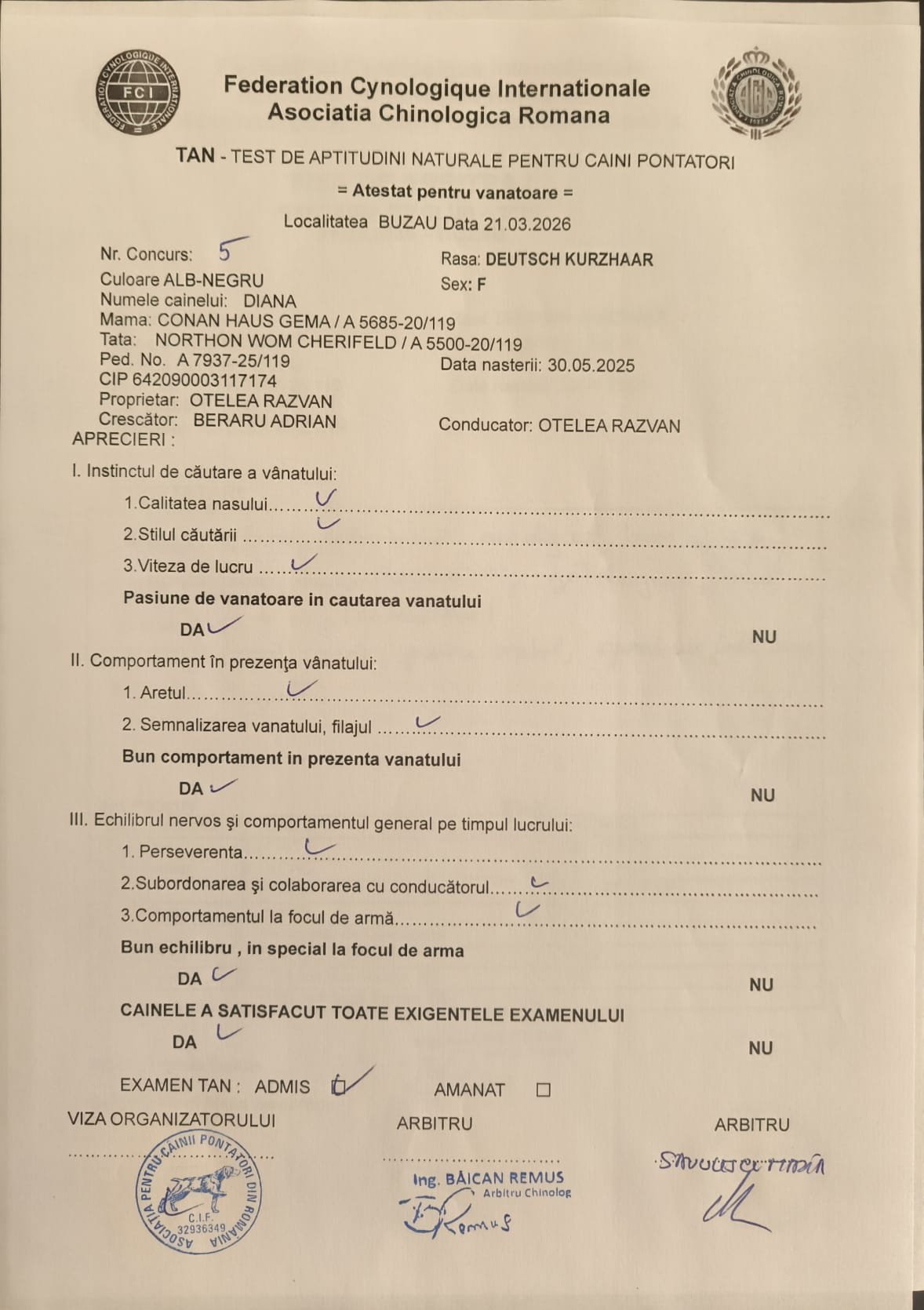 Femelă Brac German cu păr scurt, 10 luni