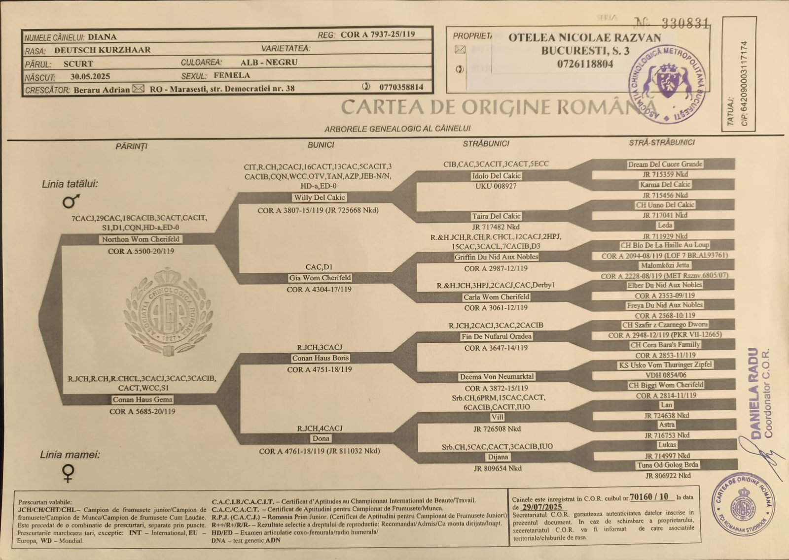 Femelă Brac German cu păr scurt, 10 luni