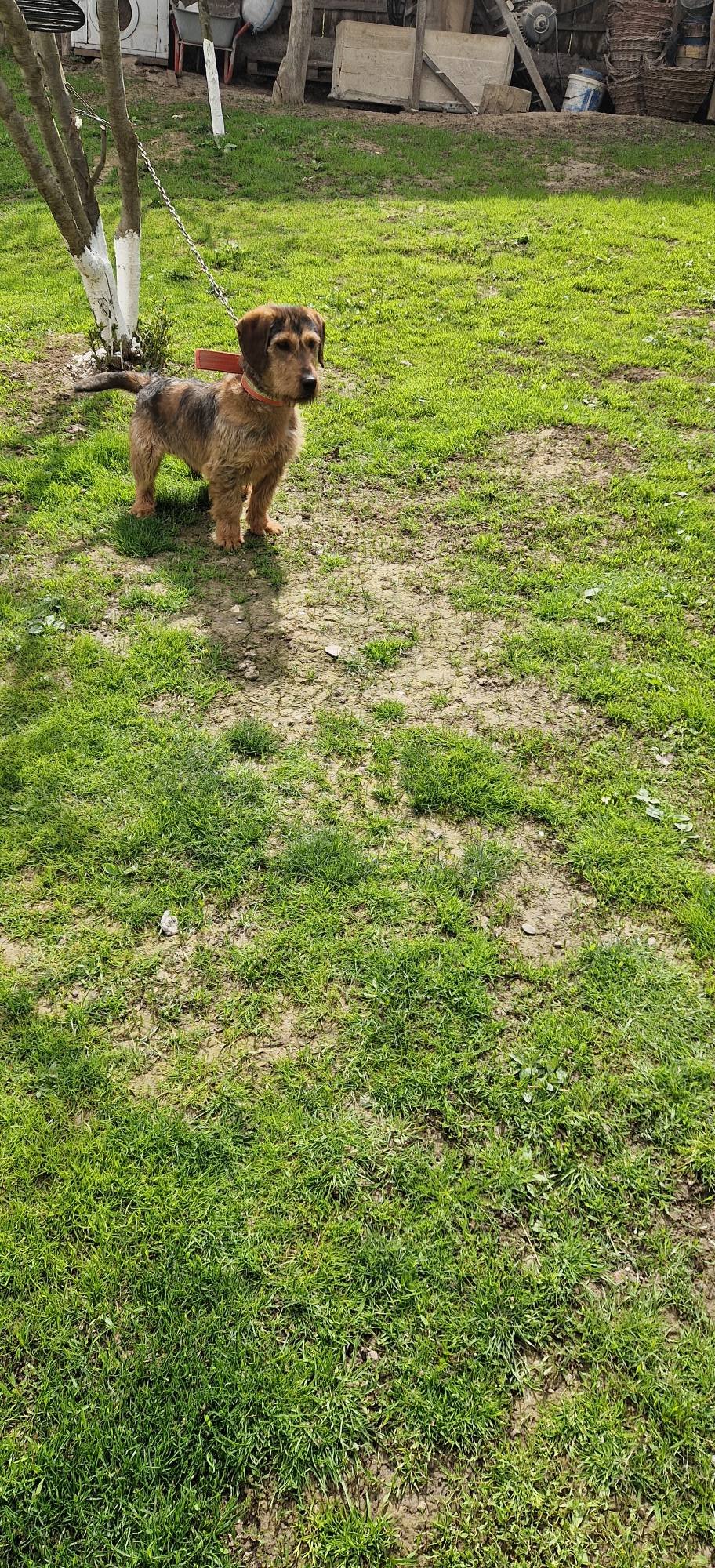 Terrier de vanatoare Mai multe detalii la 0741997358