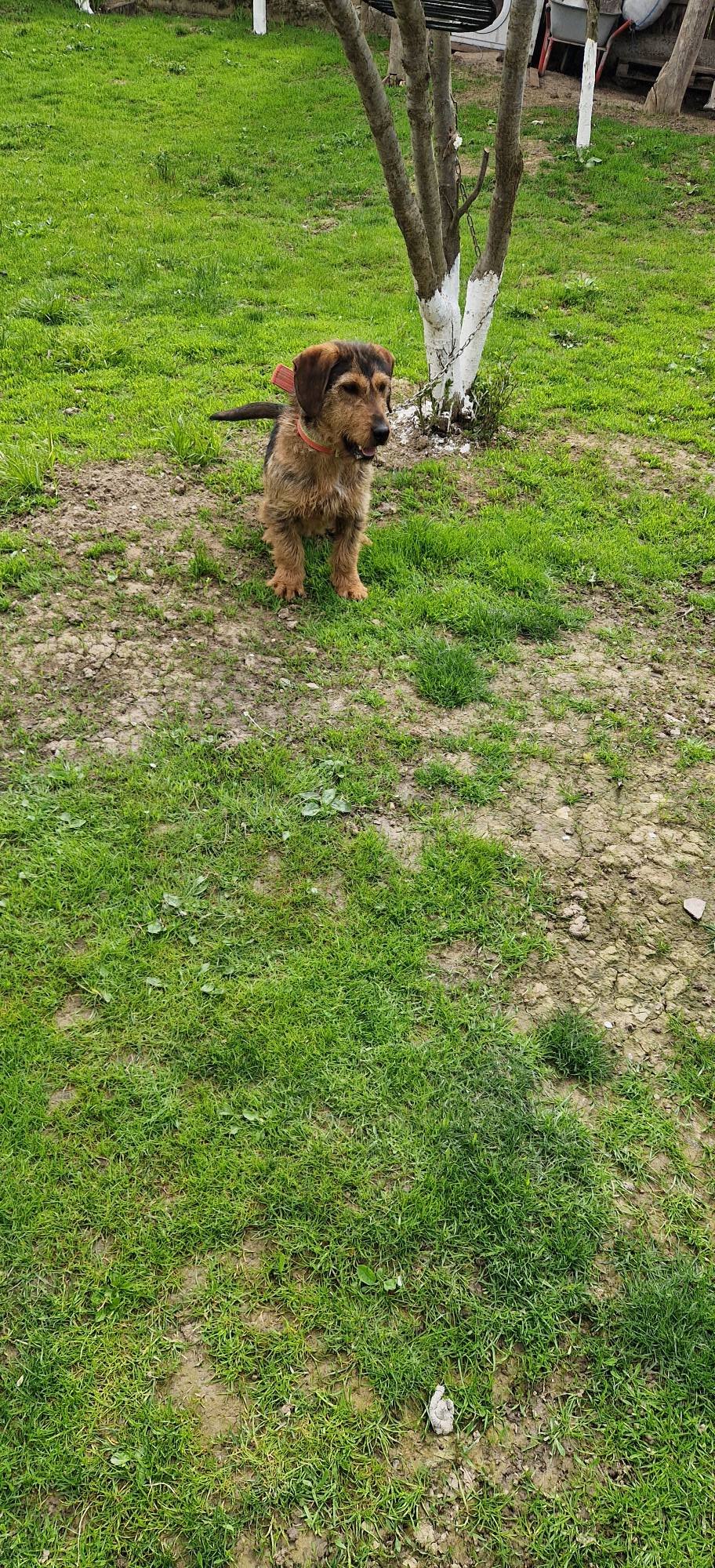 Terrier de vanatoare Mai multe detalii la 0741997358