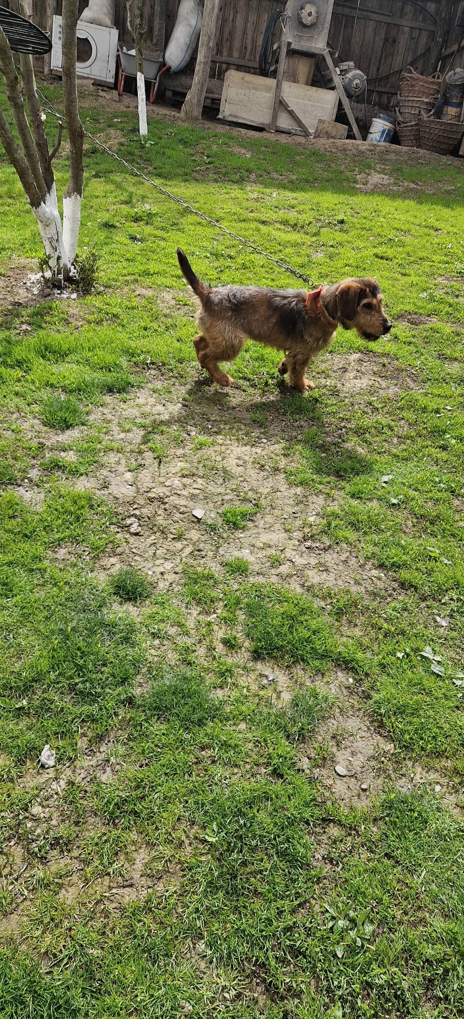 Terrier de vanatoare Mai multe detalii la 0741997358