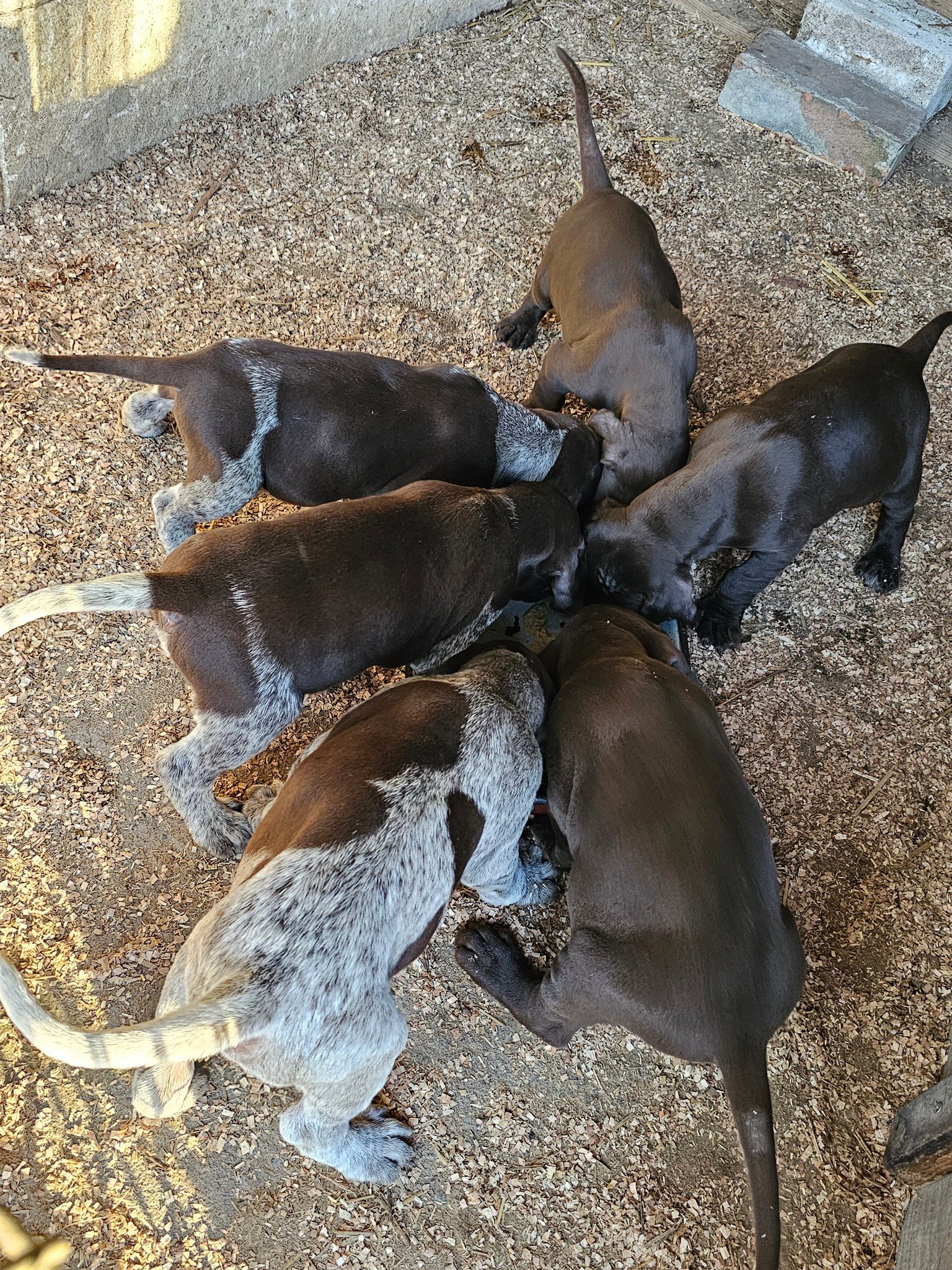 Vârstă 4 săptămâni, disponibili 2 masculi si 3 femele, din părinți utilizați la vânătoare. 0731854310