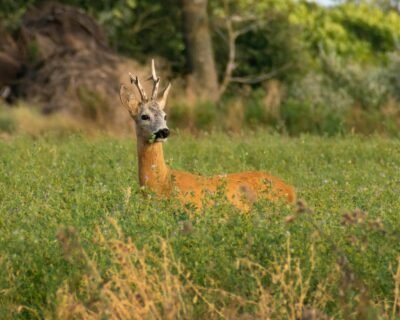 pexels-peter-kovesi-421914941-18267537