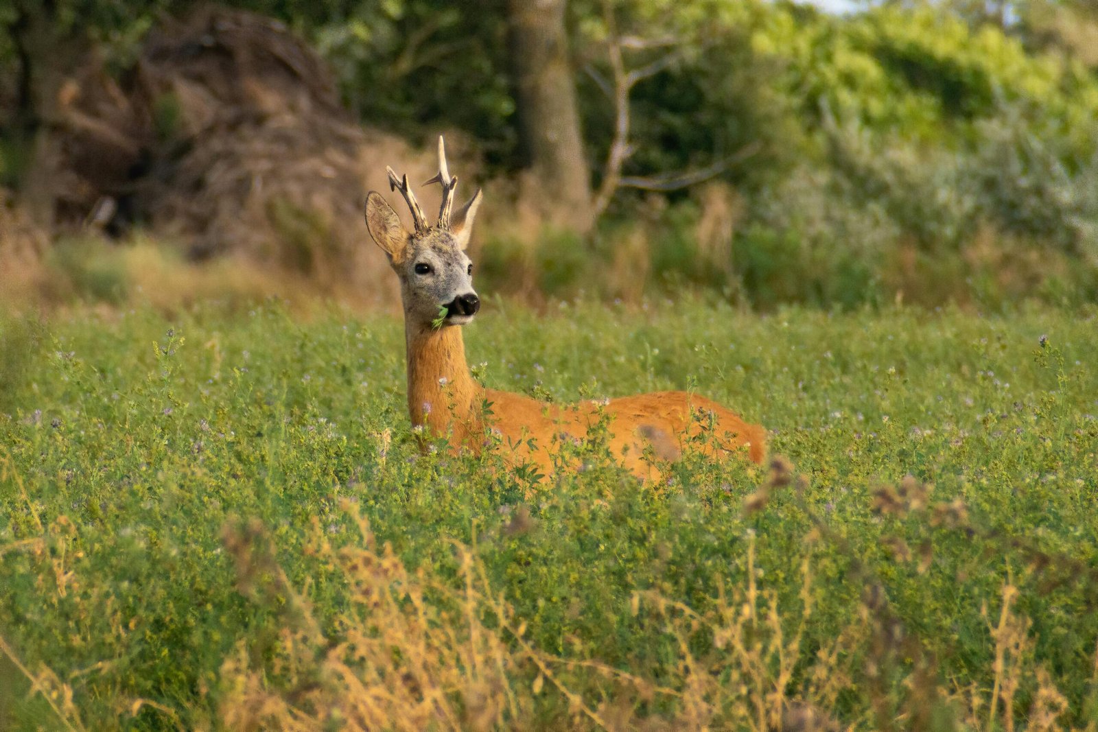 📯 Deschiderea sezonului de vânătoare la căprior – Județul Olt 🦌🌿