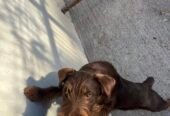 Disponibilă femela Jagdterrier 6 luni
