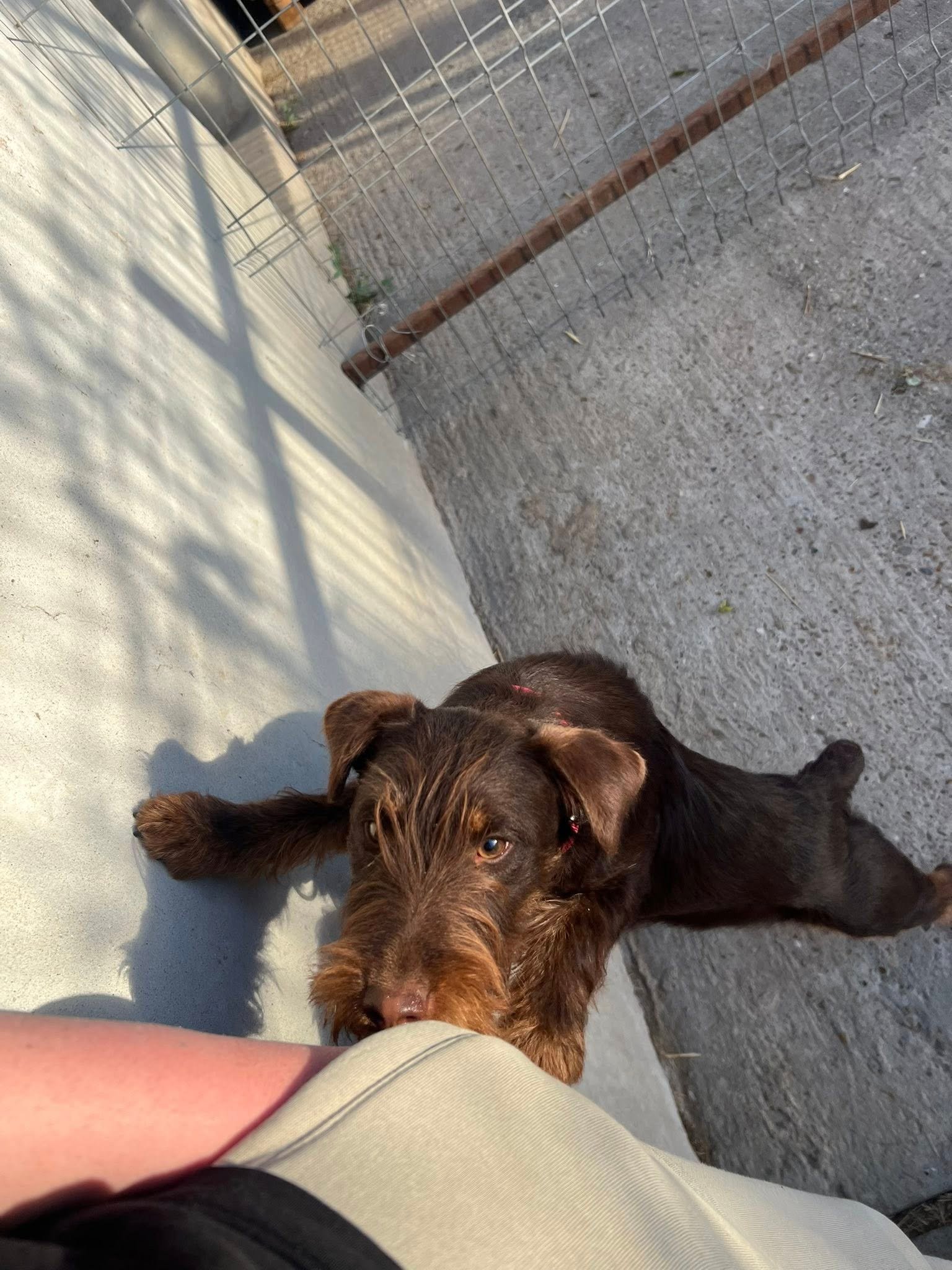 Disponibilă femela Jagdterrier 6 luni