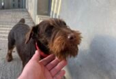 Disponibilă femela Jagdterrier 6 luni