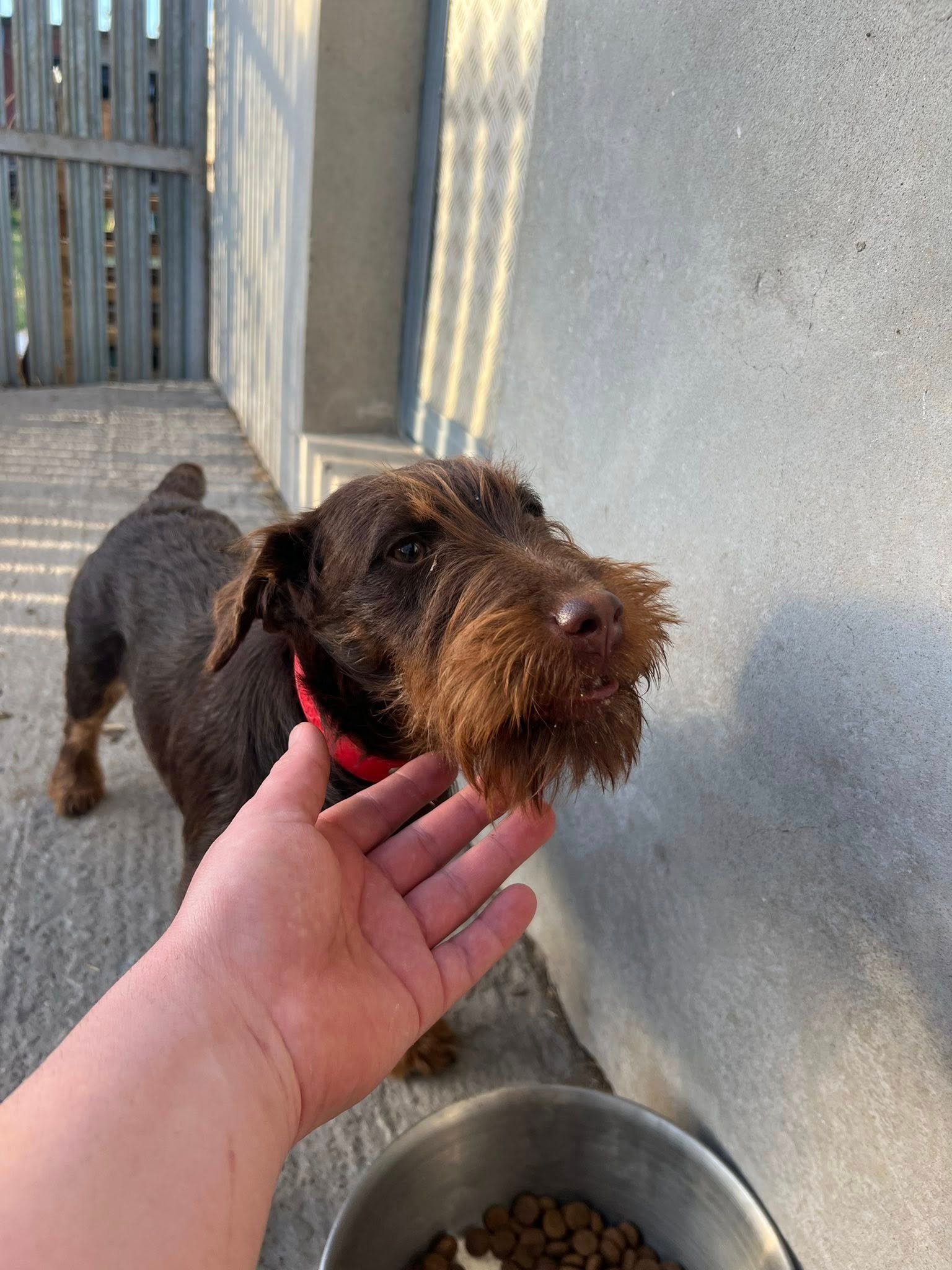 Disponibilă femela Jagdterrier 6 luni