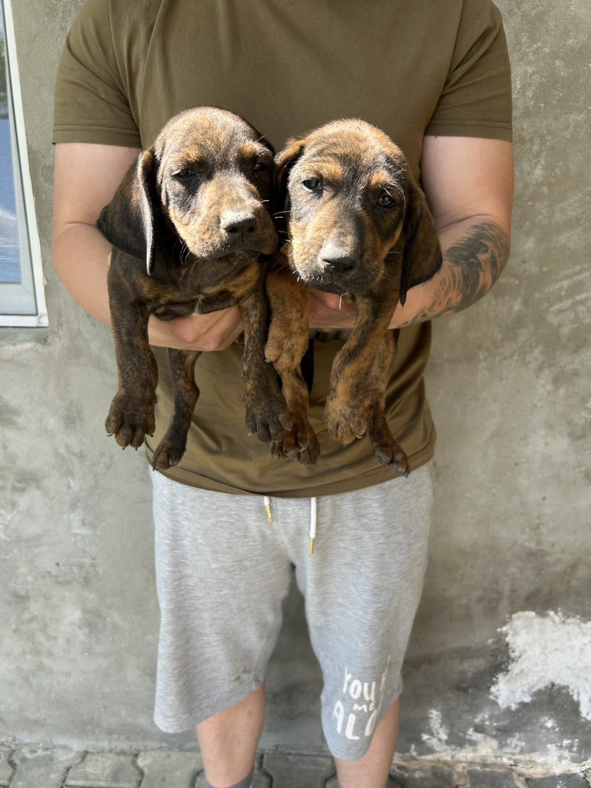 Se vinde 2 catei din parinti de vanatoare buni !!! Pt detali sunati 0742219244👍