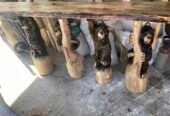Mese, bănci rustice cu diferite animale sculptate , sculpturi cu drujba pe comandă !