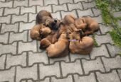 De vânzare căței curați Limier Barvarez