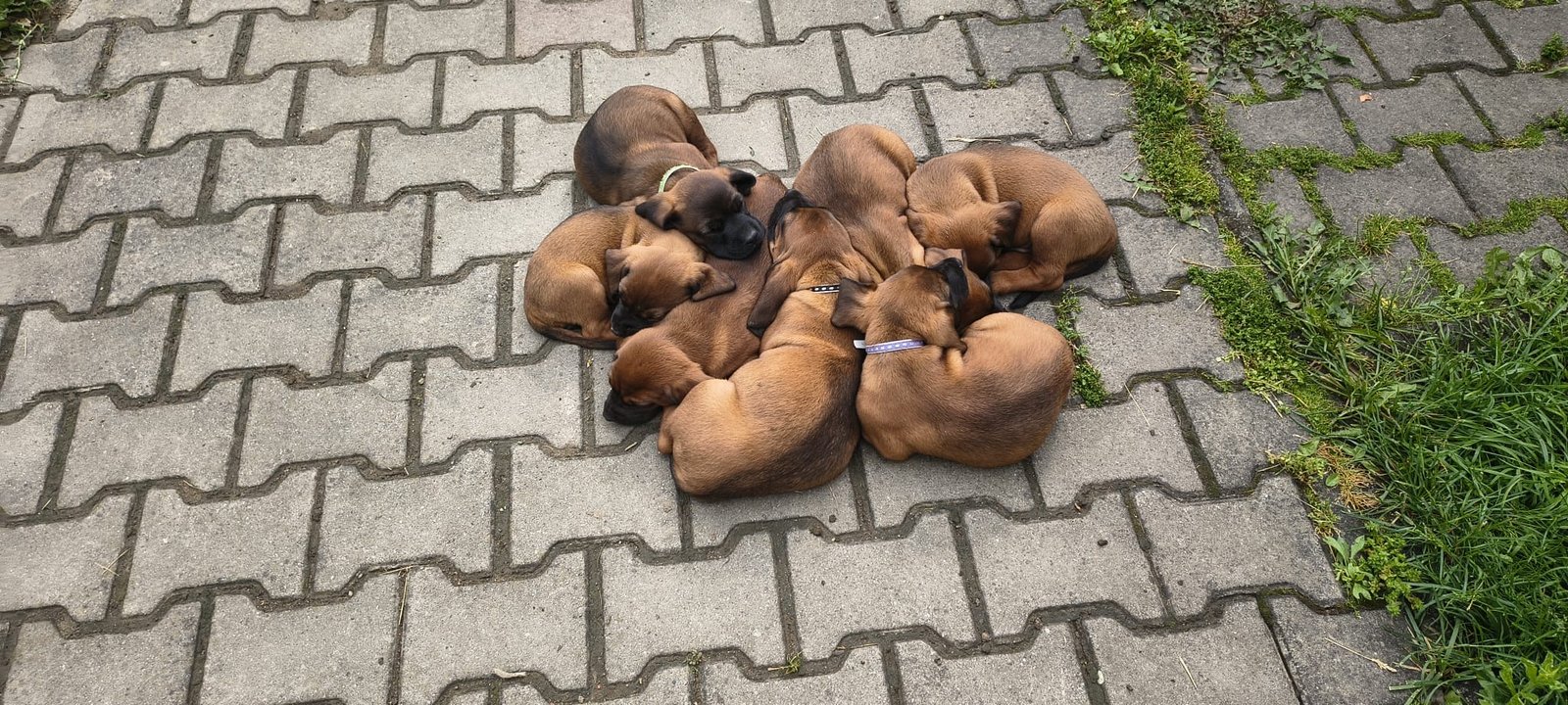 De vânzare căței curați Limier Barvarez